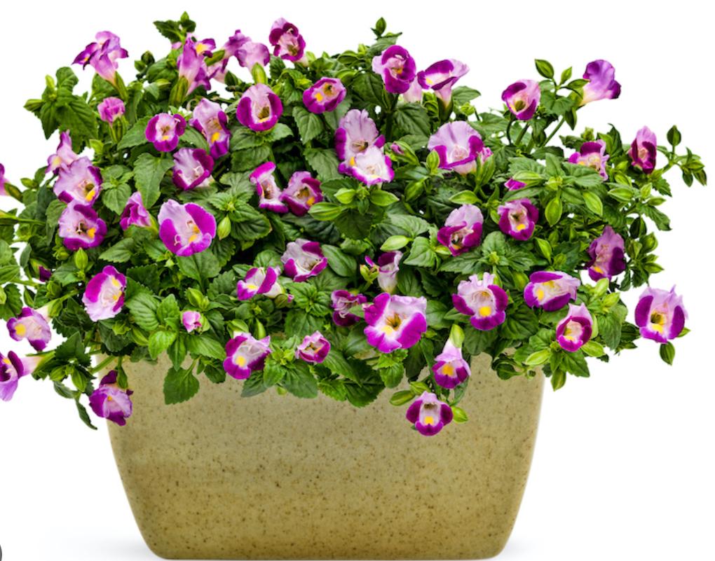 Fleurs