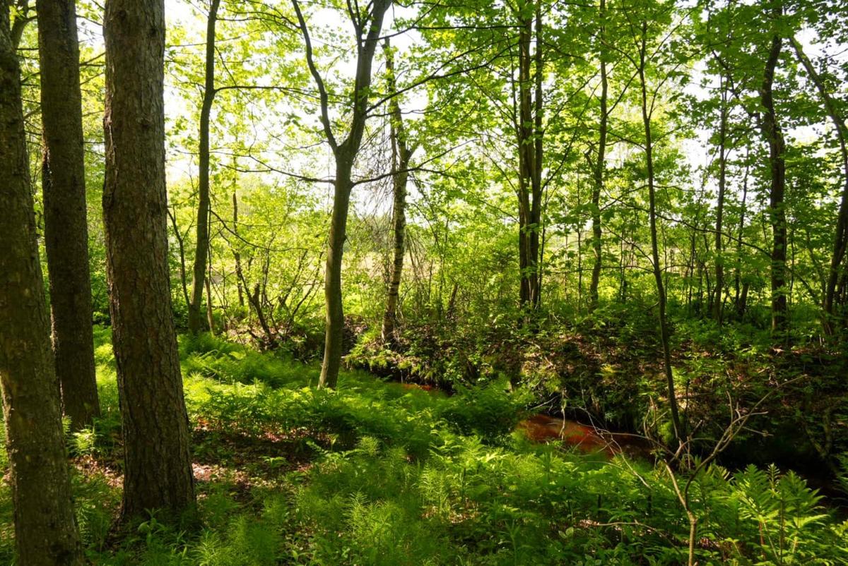 Terrain et végétation