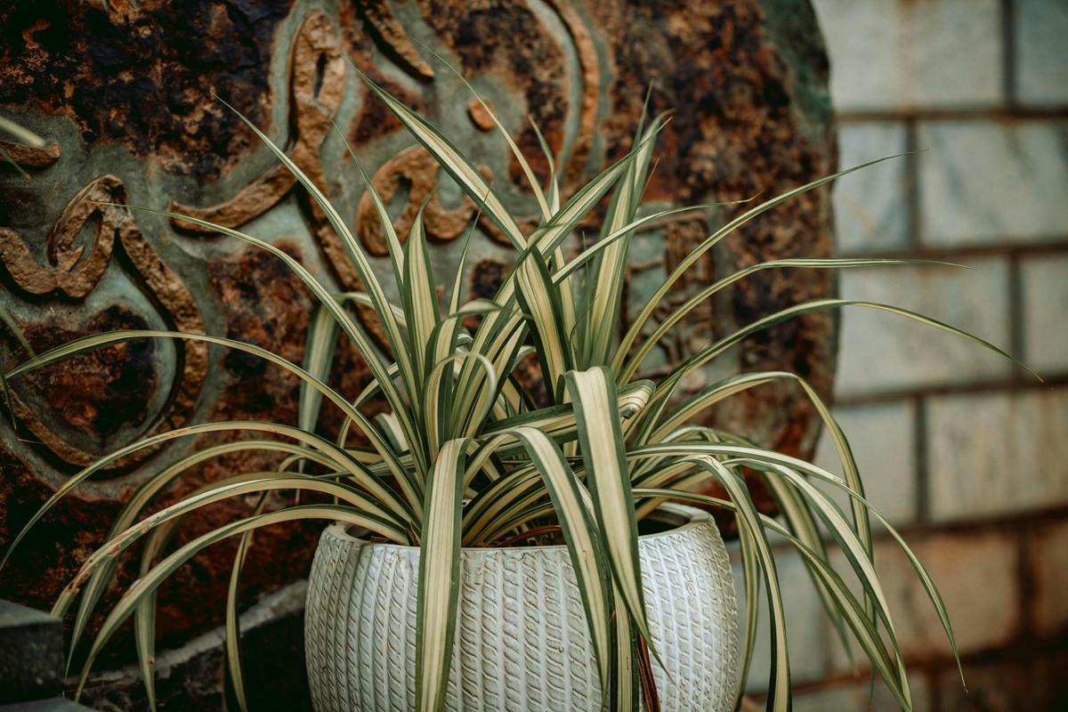 Plante