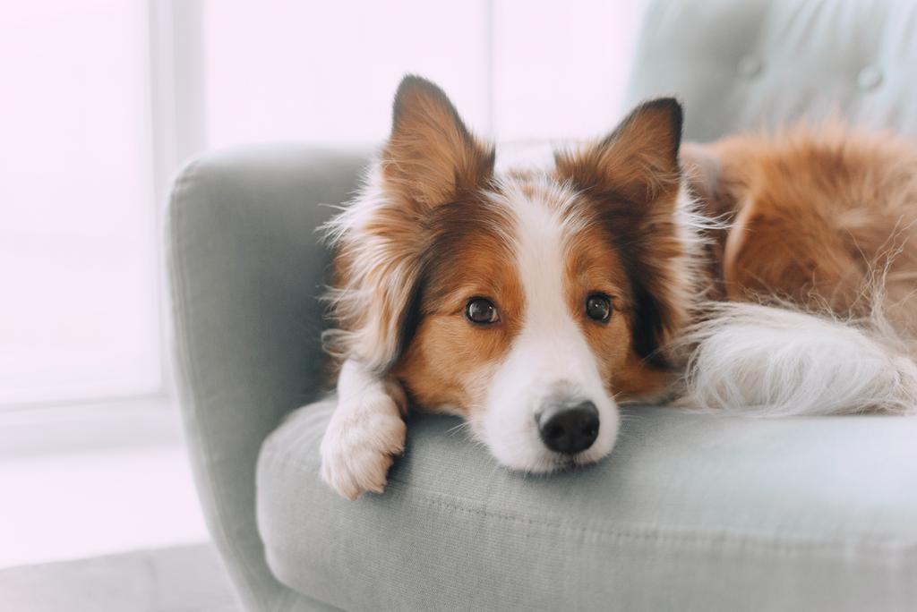 Un chien sur un divan