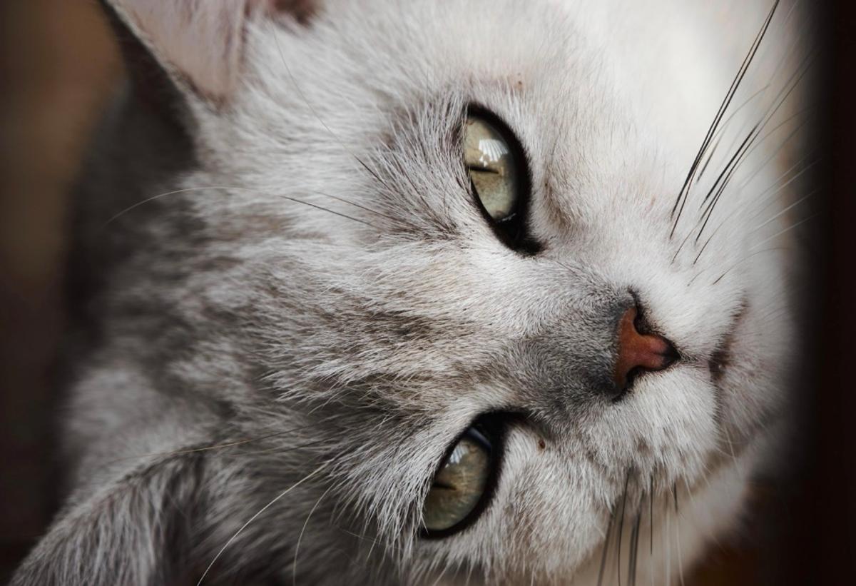 Chat