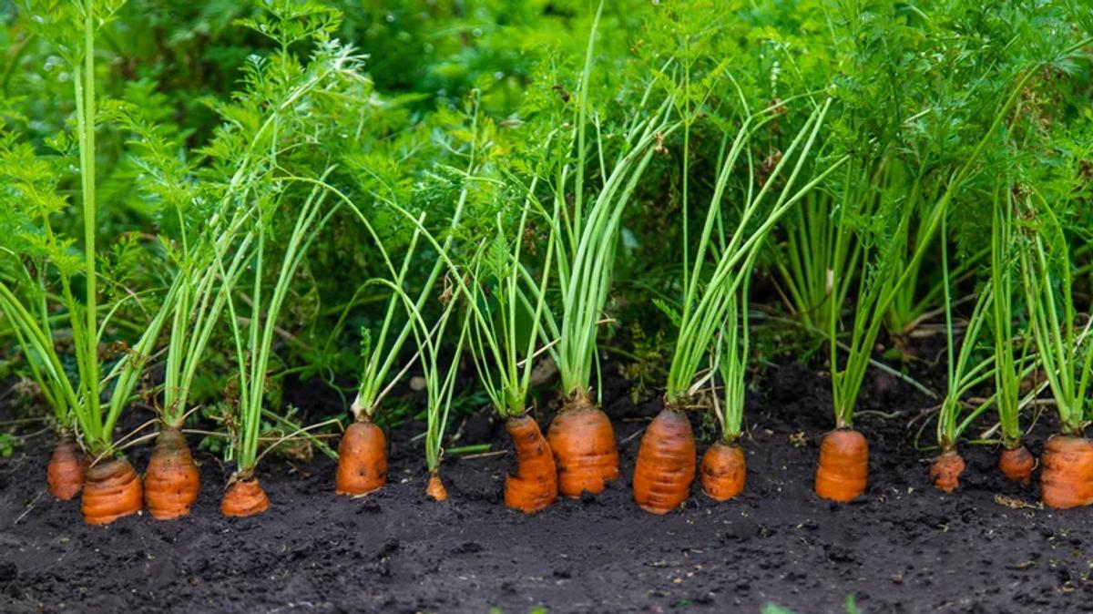 Carottes