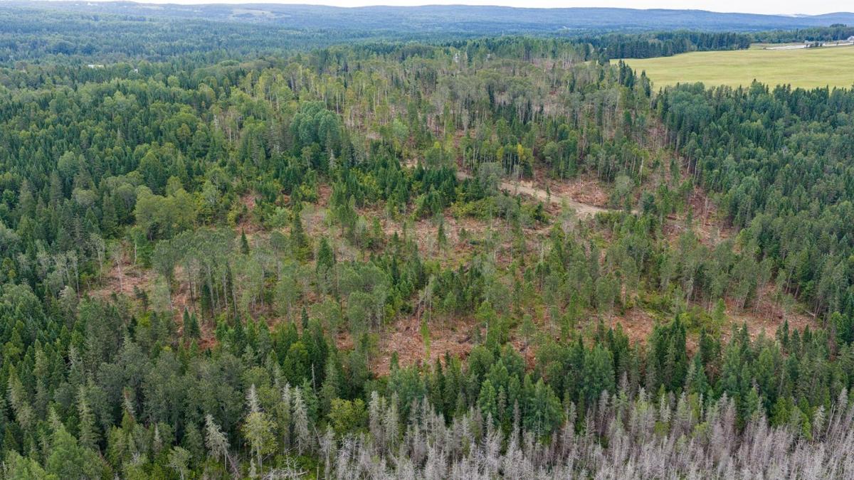 Vue aérienne montrant l'étendue du boisé