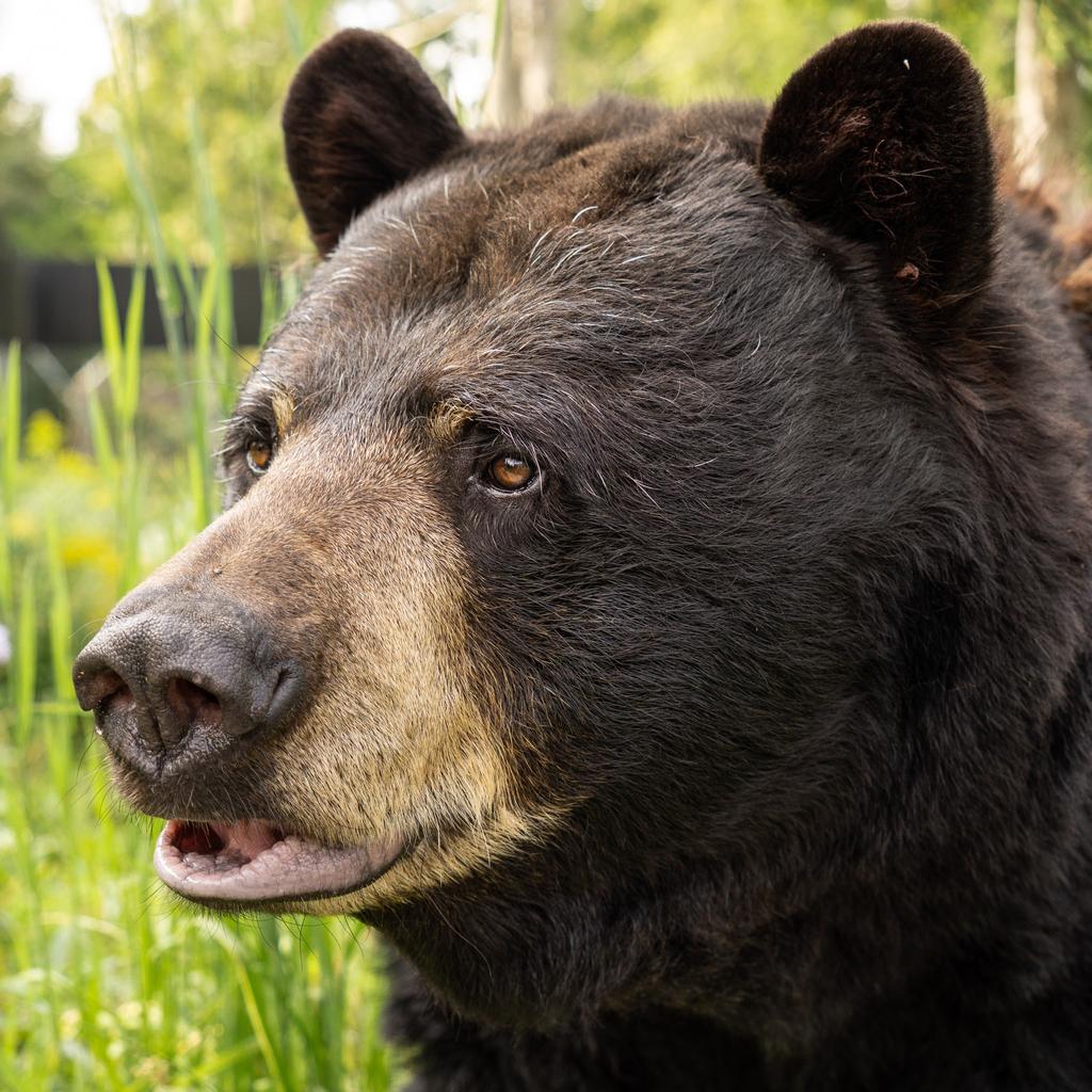 Buddy du Miller Zoo