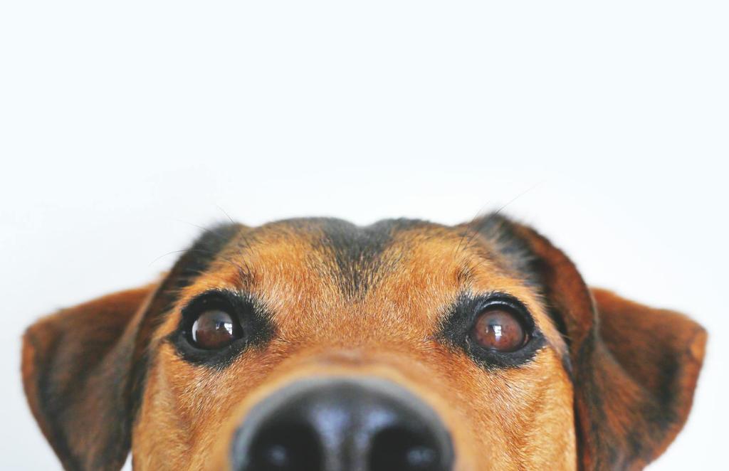 Chien 
