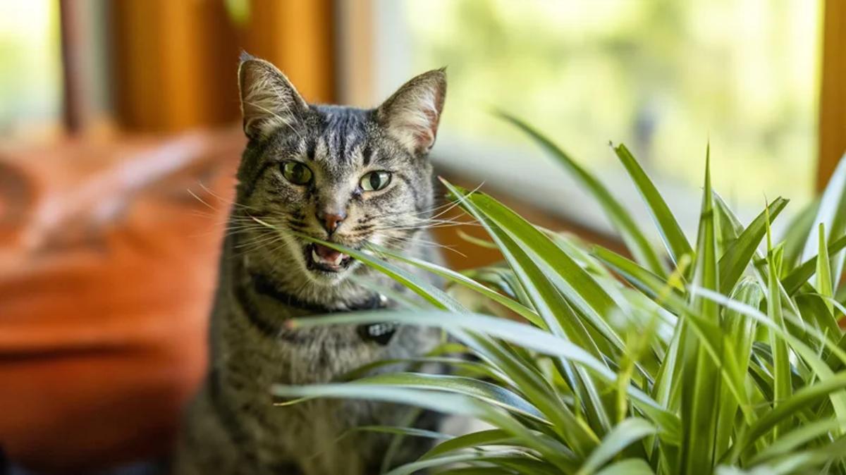 Chat et plante