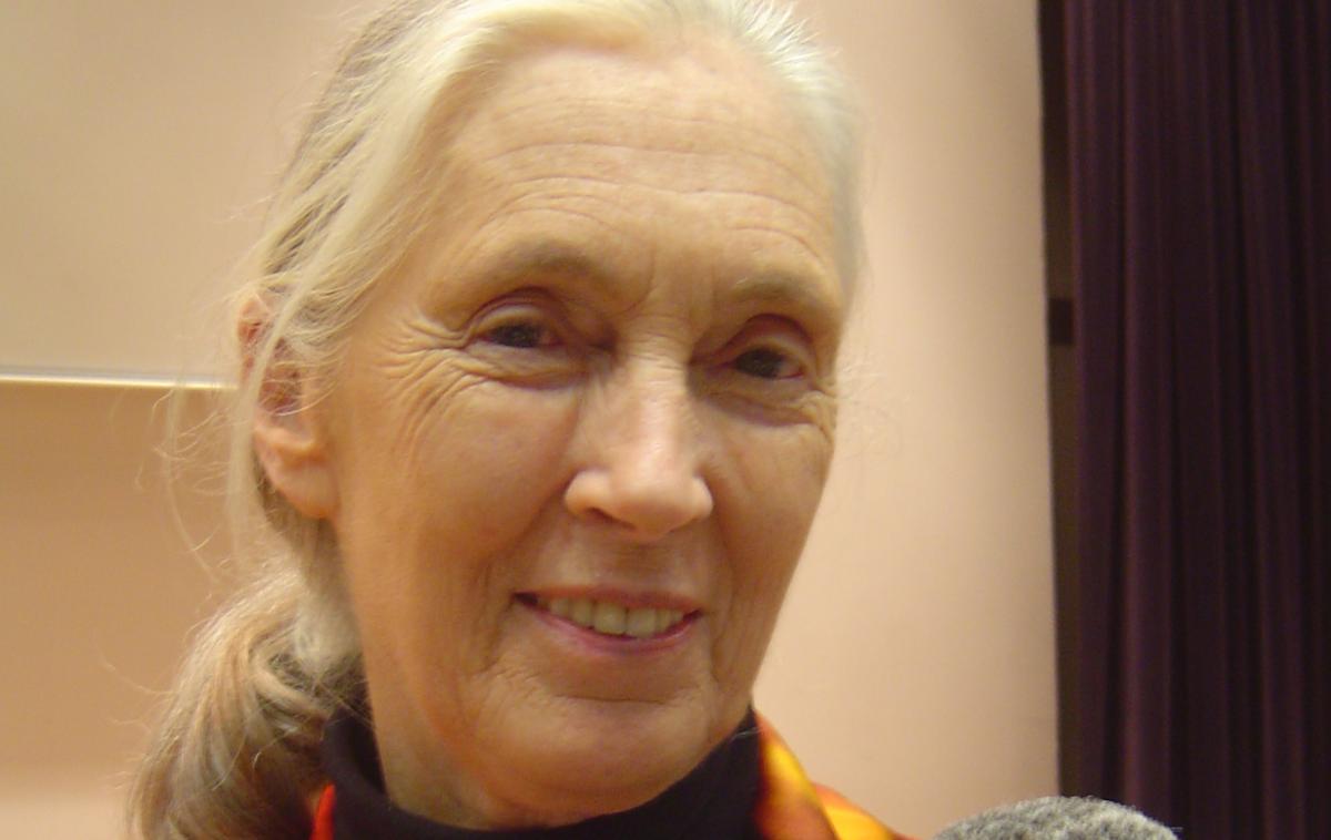 Jane Goodall