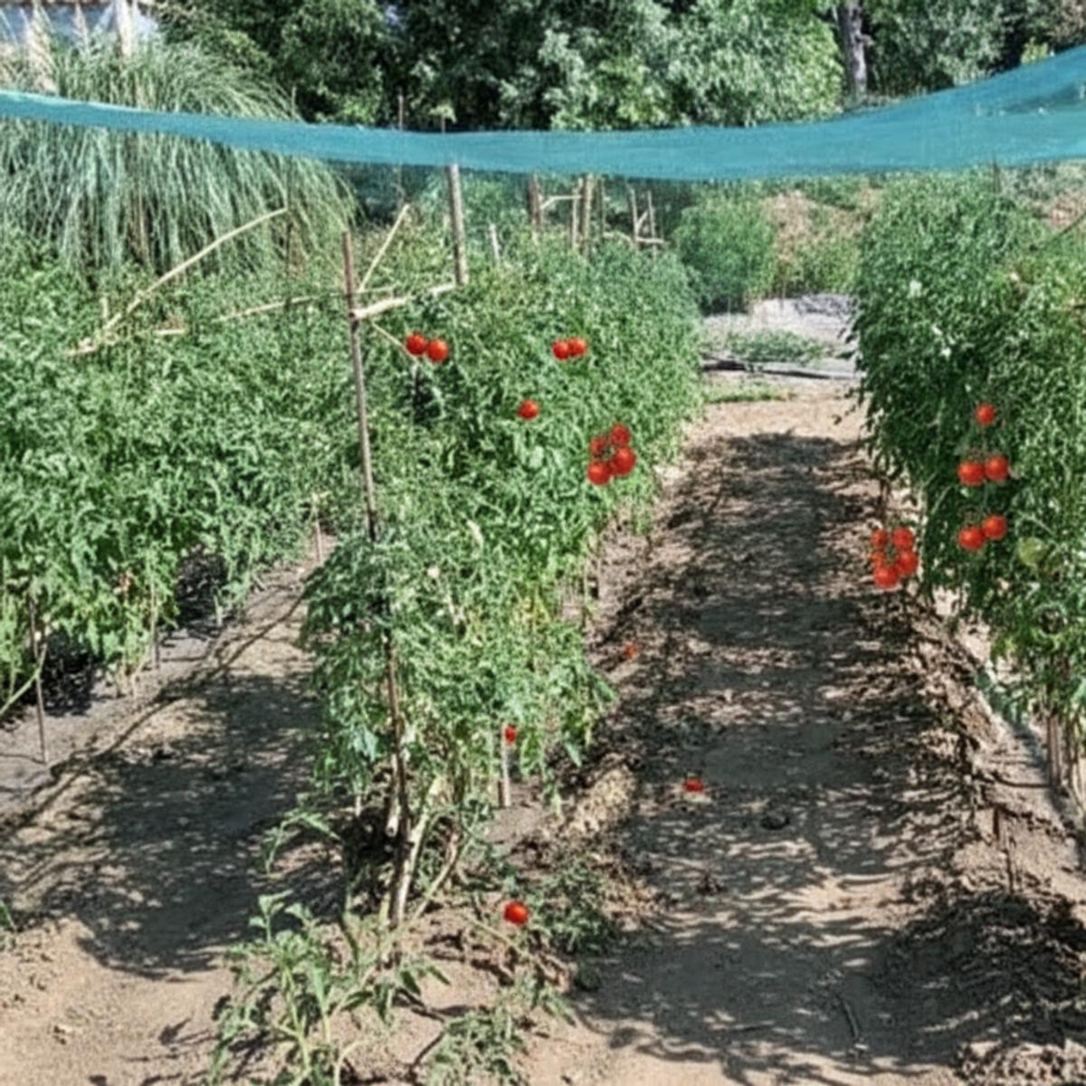 Voile tomates