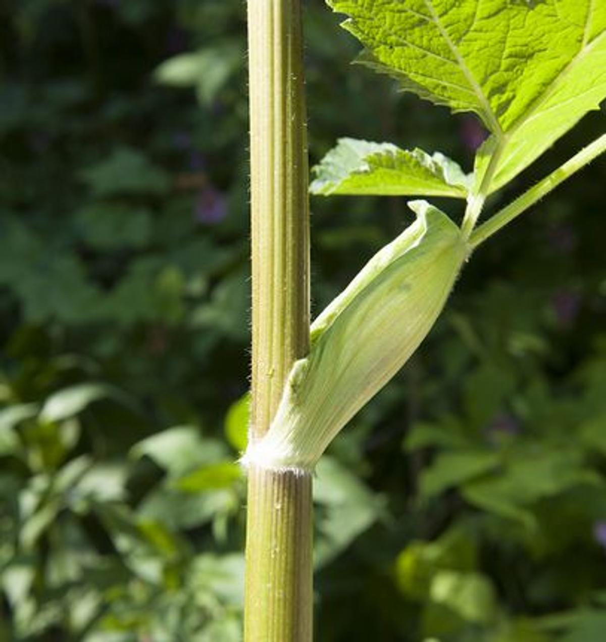 Tige de la berce laineuse, entièrement recouverte de poils souples