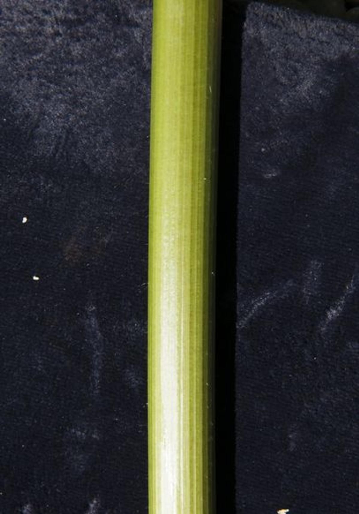 Détail de la tige de la berce laineuse