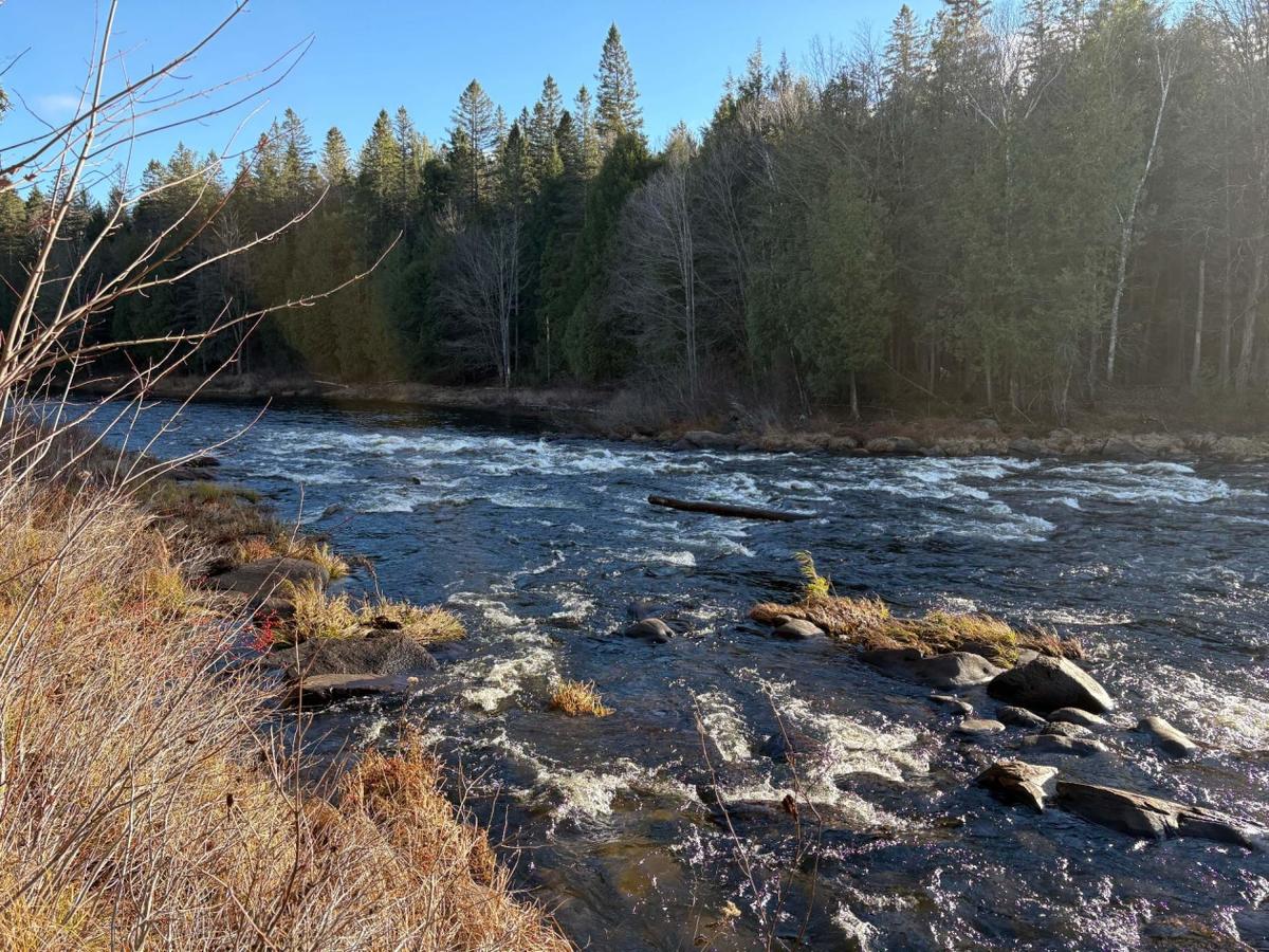 Profondeur du boisé sur le terrain