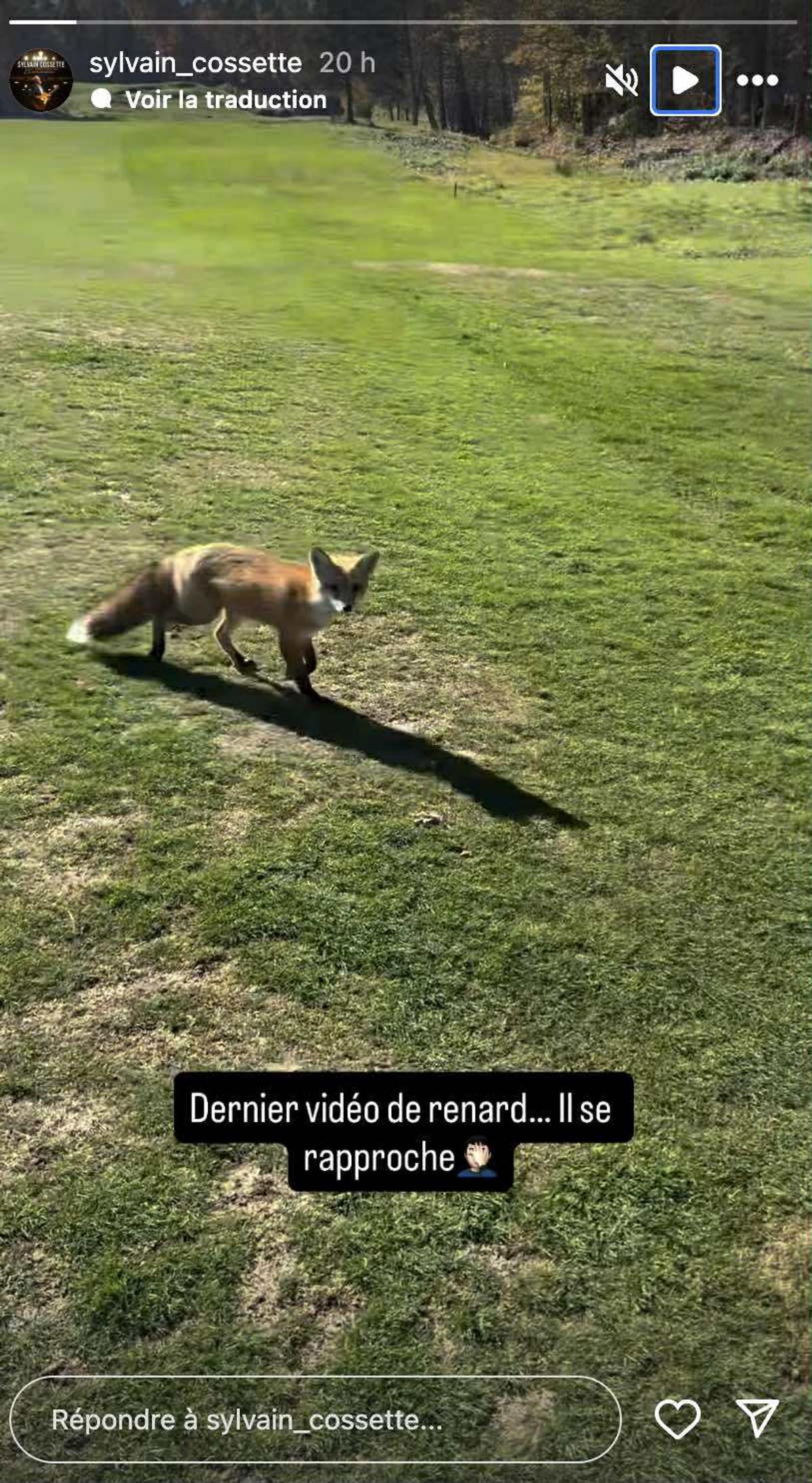 Renard