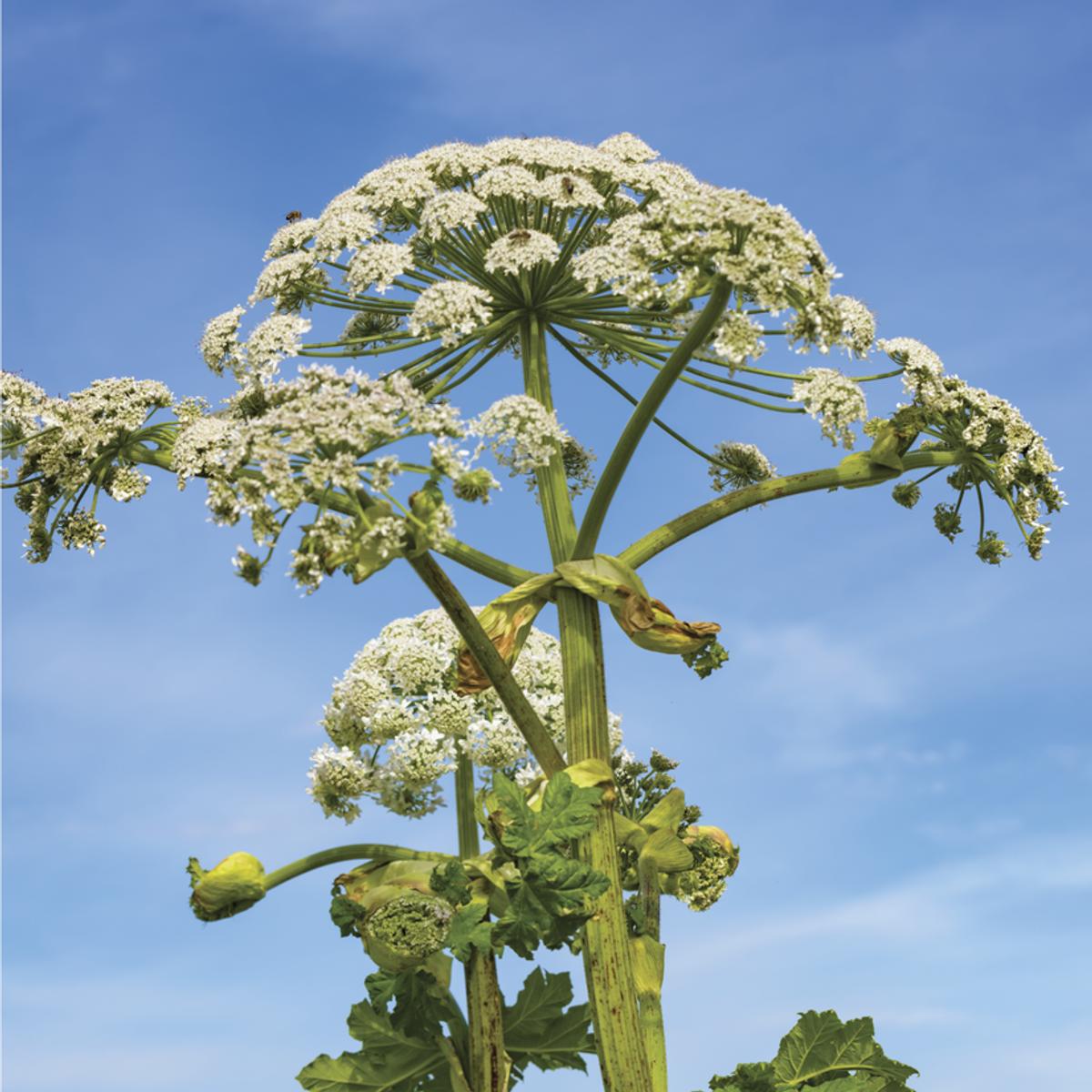 Fleurs blanches de la berce du Caucase regroupées en ombelles
