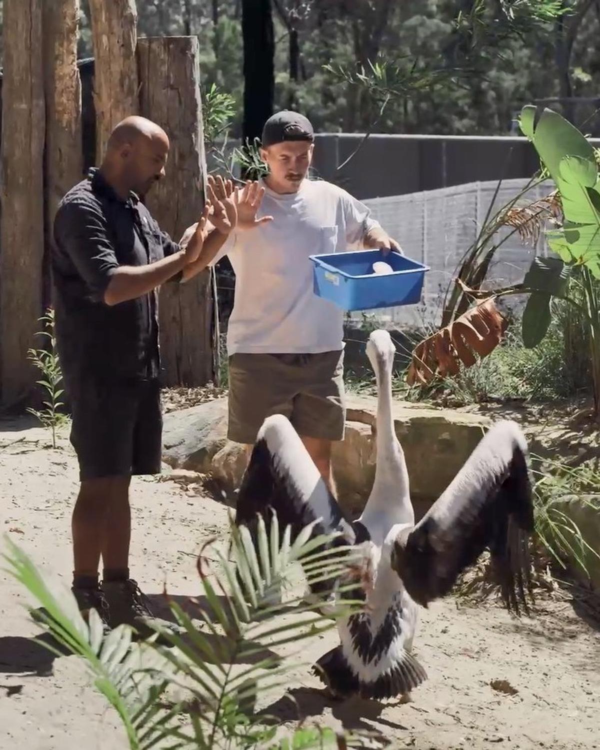 D'un zoo à l'autre