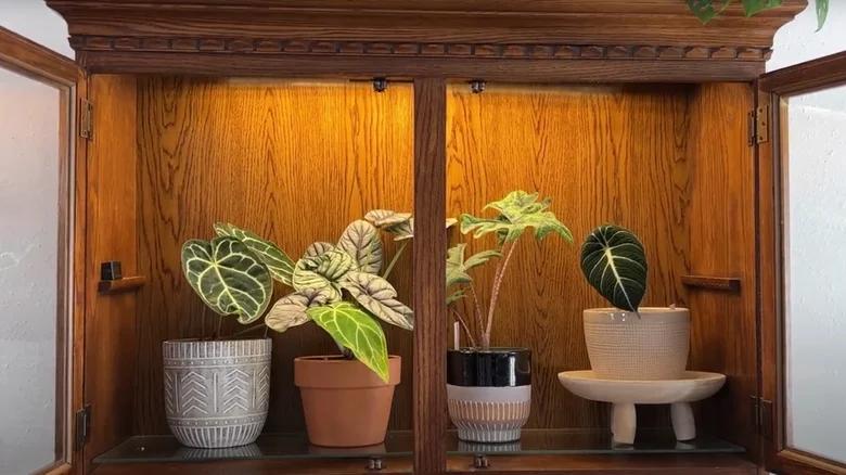 Plantes