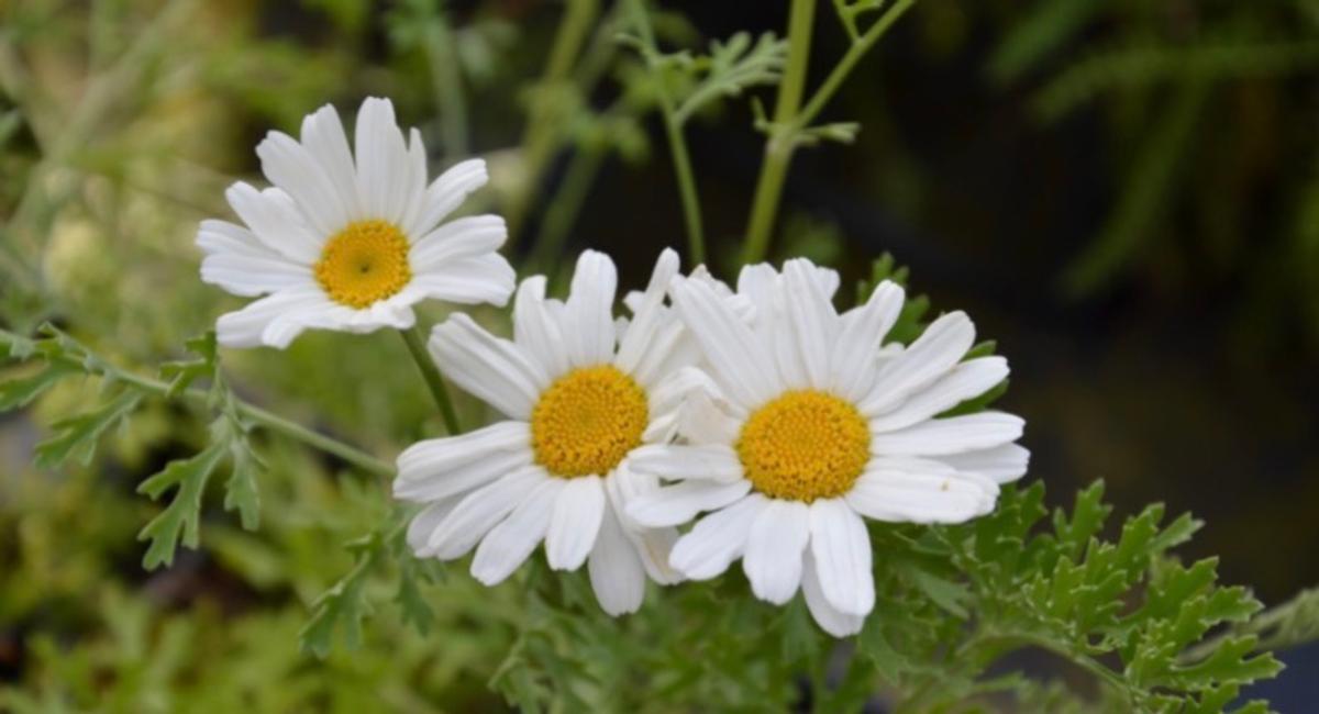Fleurs