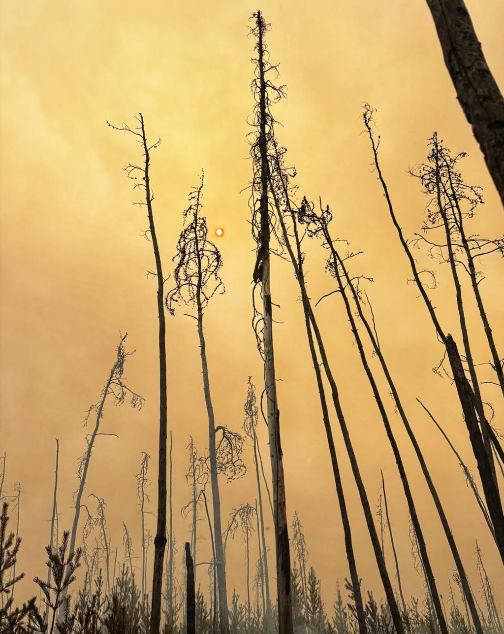 Feux de foret