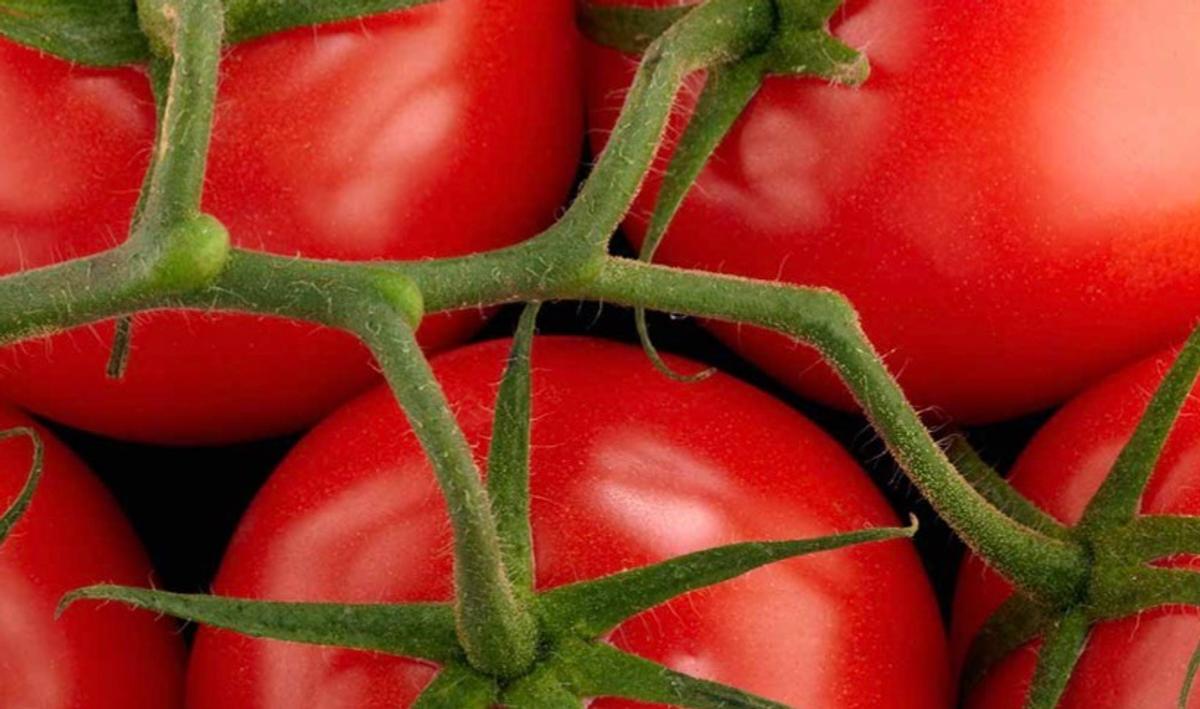 Tomates