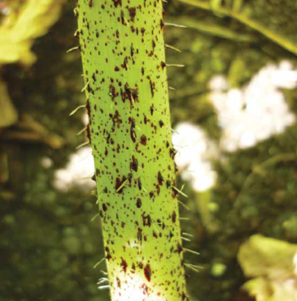 Détail de la tige de la berce du Caucase