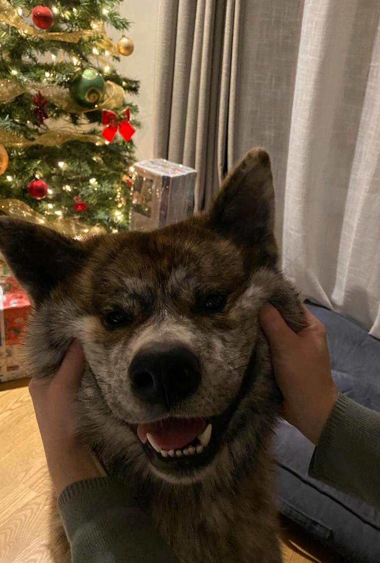 Genji, le chien de Sam Breton