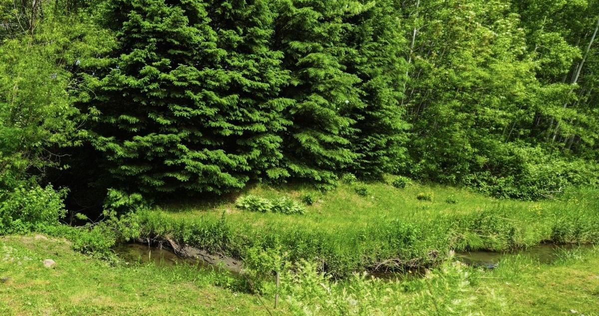 Environnement boisé en arrière-plan