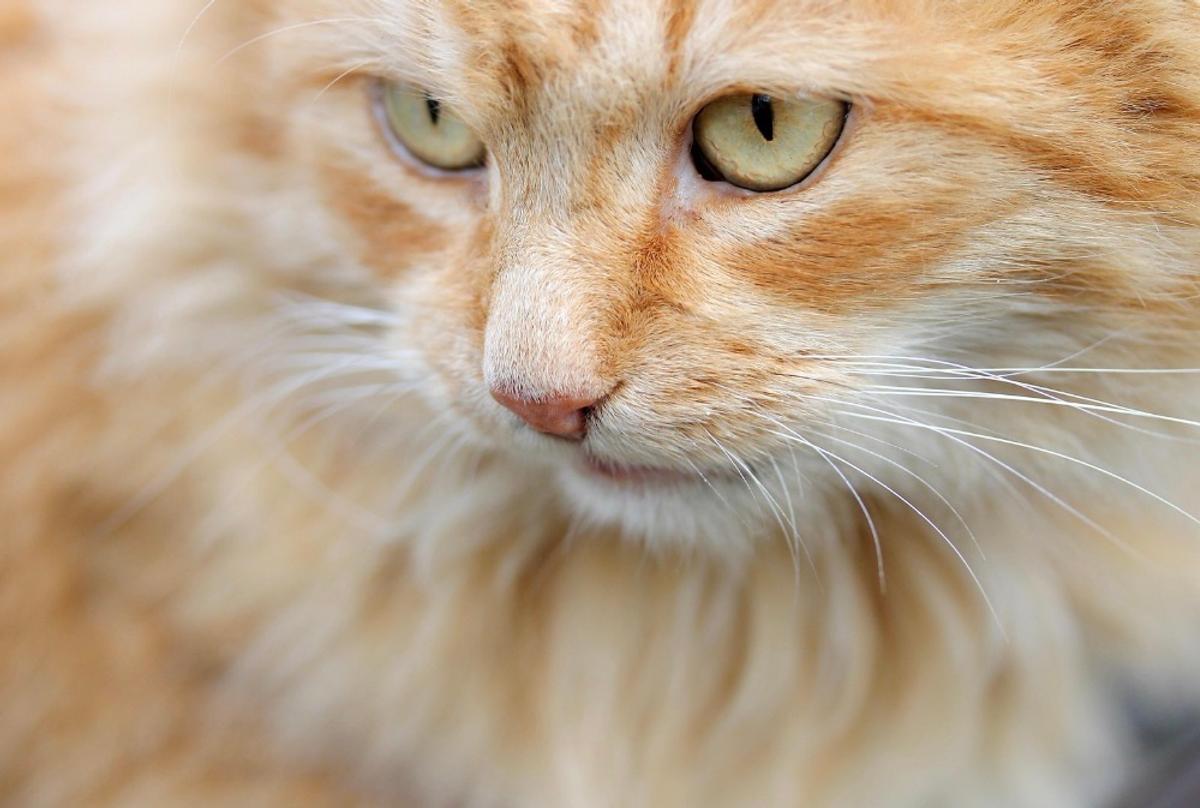 Chat