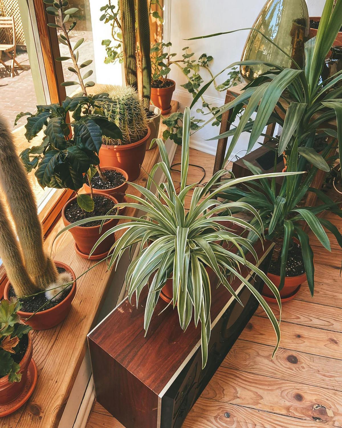 Plante