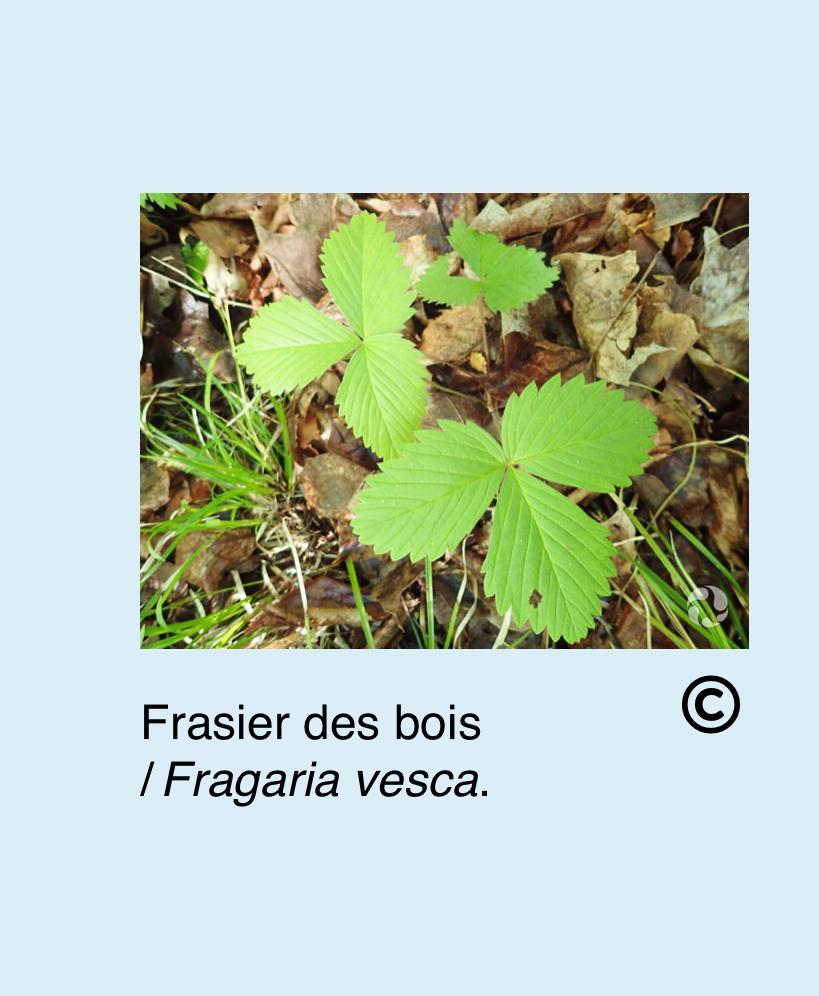 Fraisier des bois