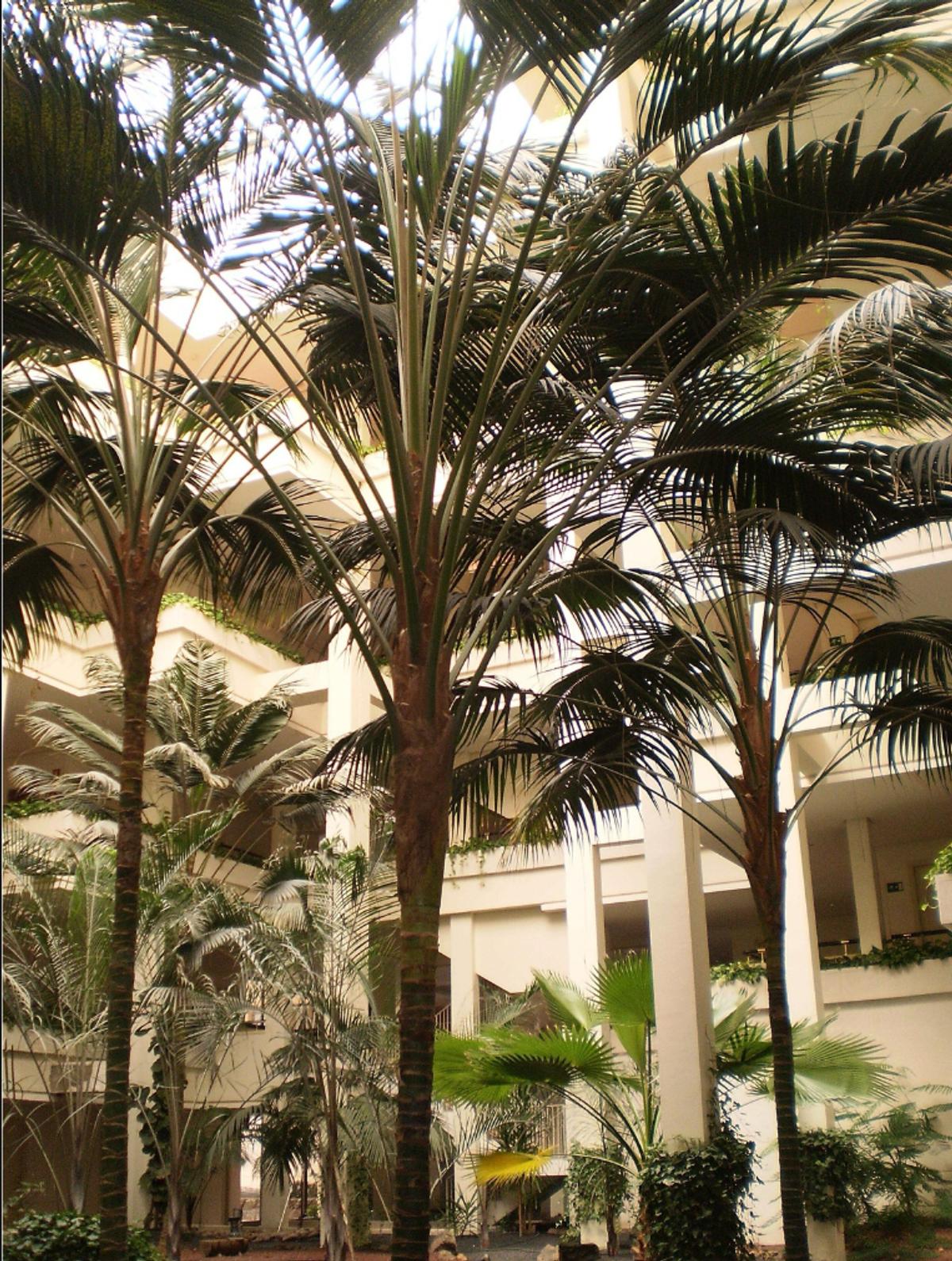 Tropical