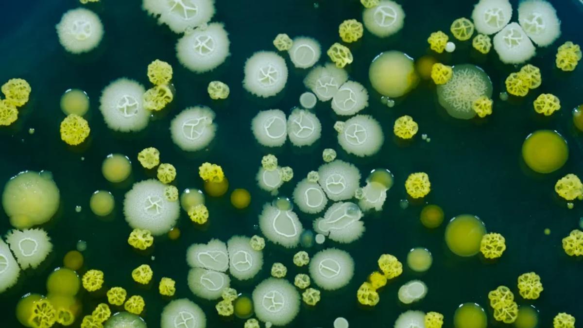 Microbes