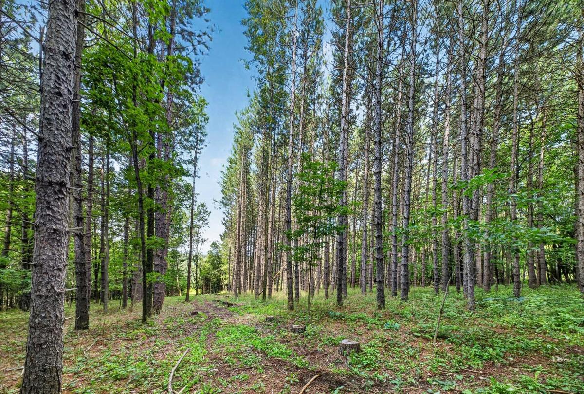 La plantation de pins rouges