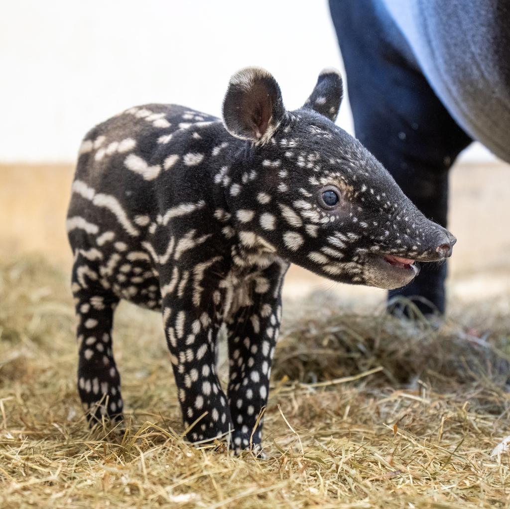 Tapir de Malaisie