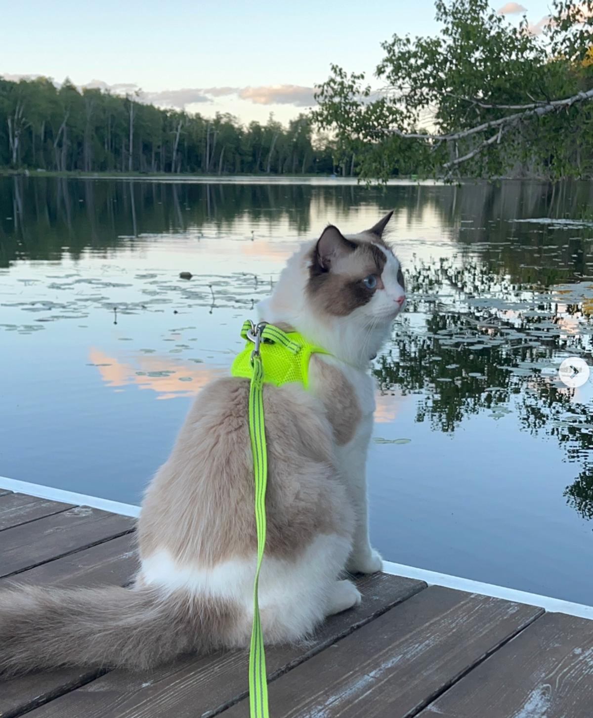 Barnabé, le chat de Katrine Duhaime