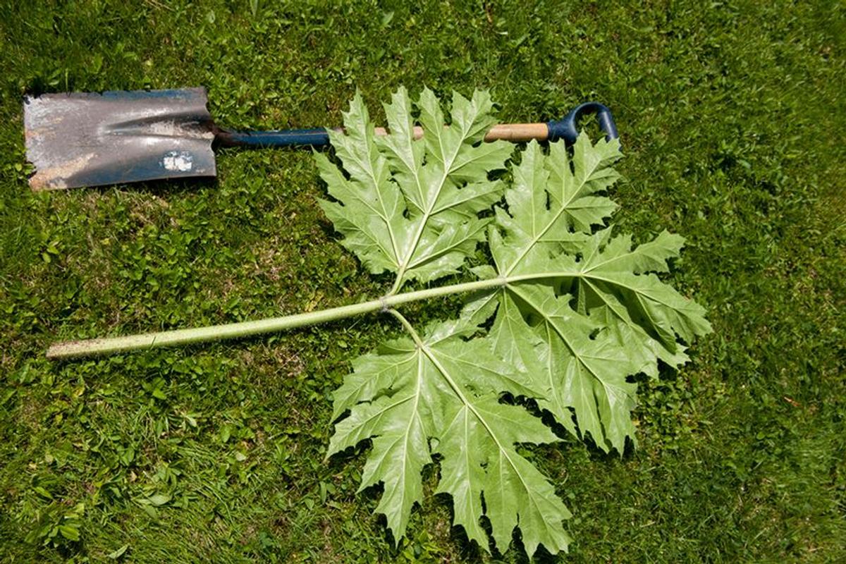 Feuilles de la berce du Caucase, profondément découpées et pointues
