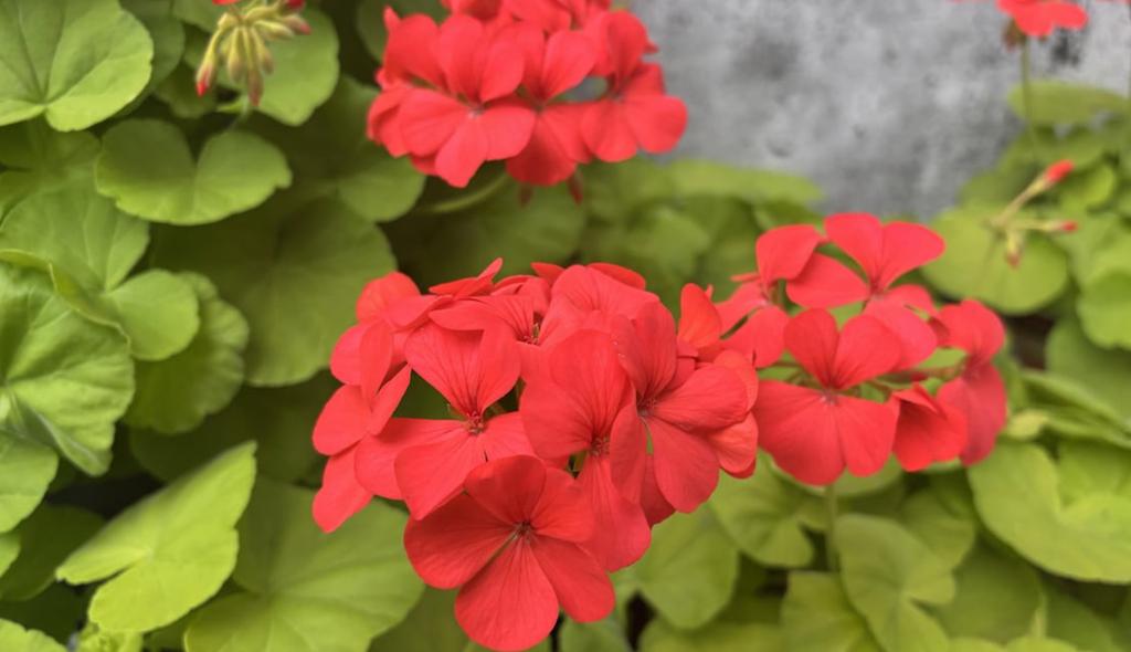 Fleurs