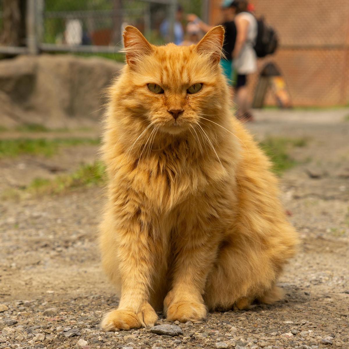 Filou, le chat du Miller Zoo