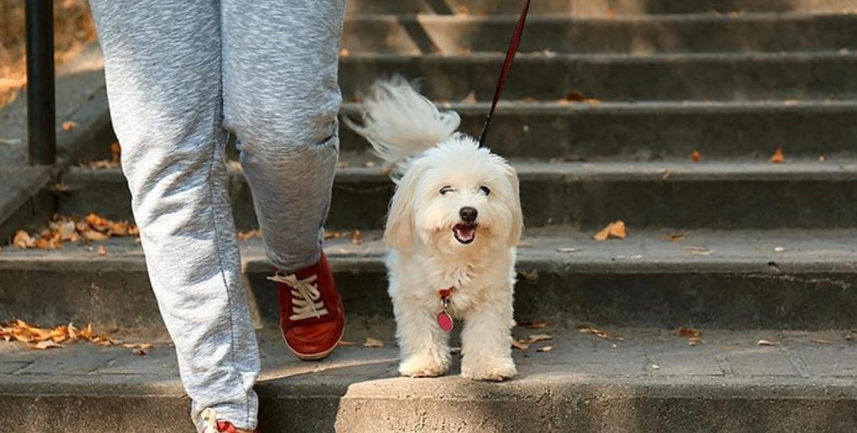 Chien