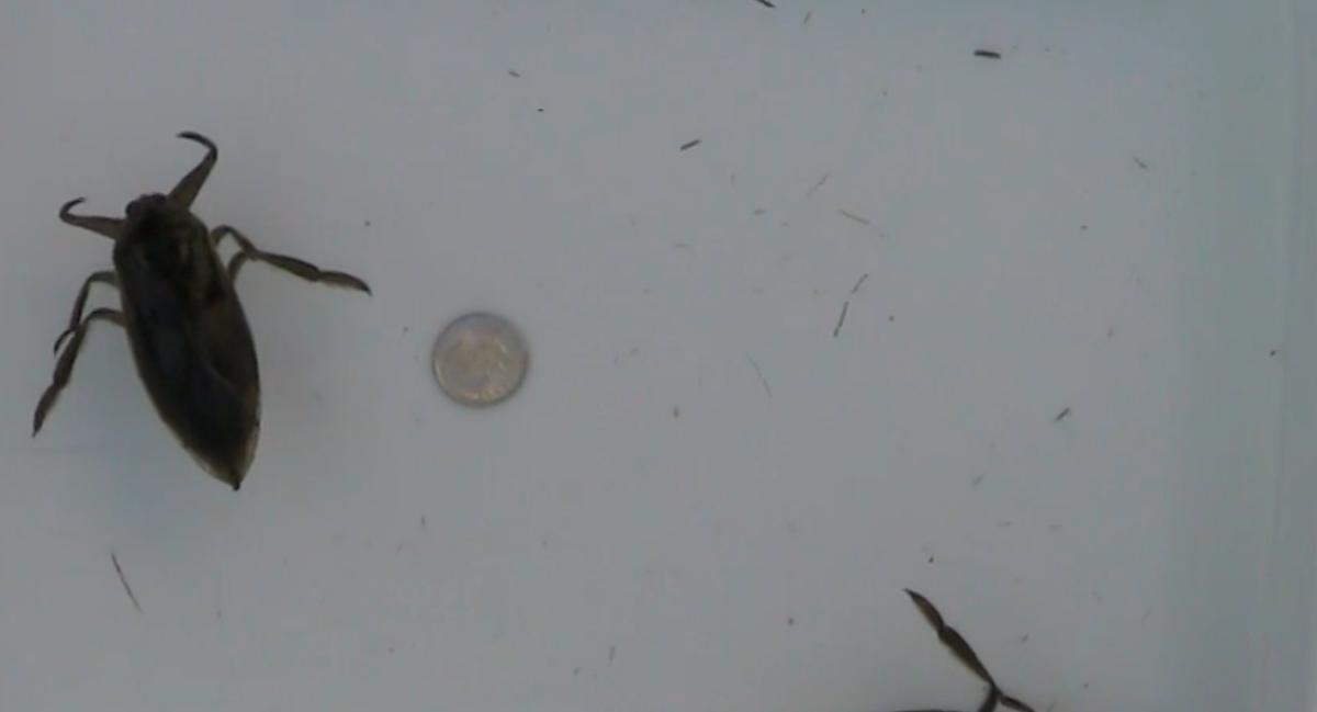 Lethocerus americanus