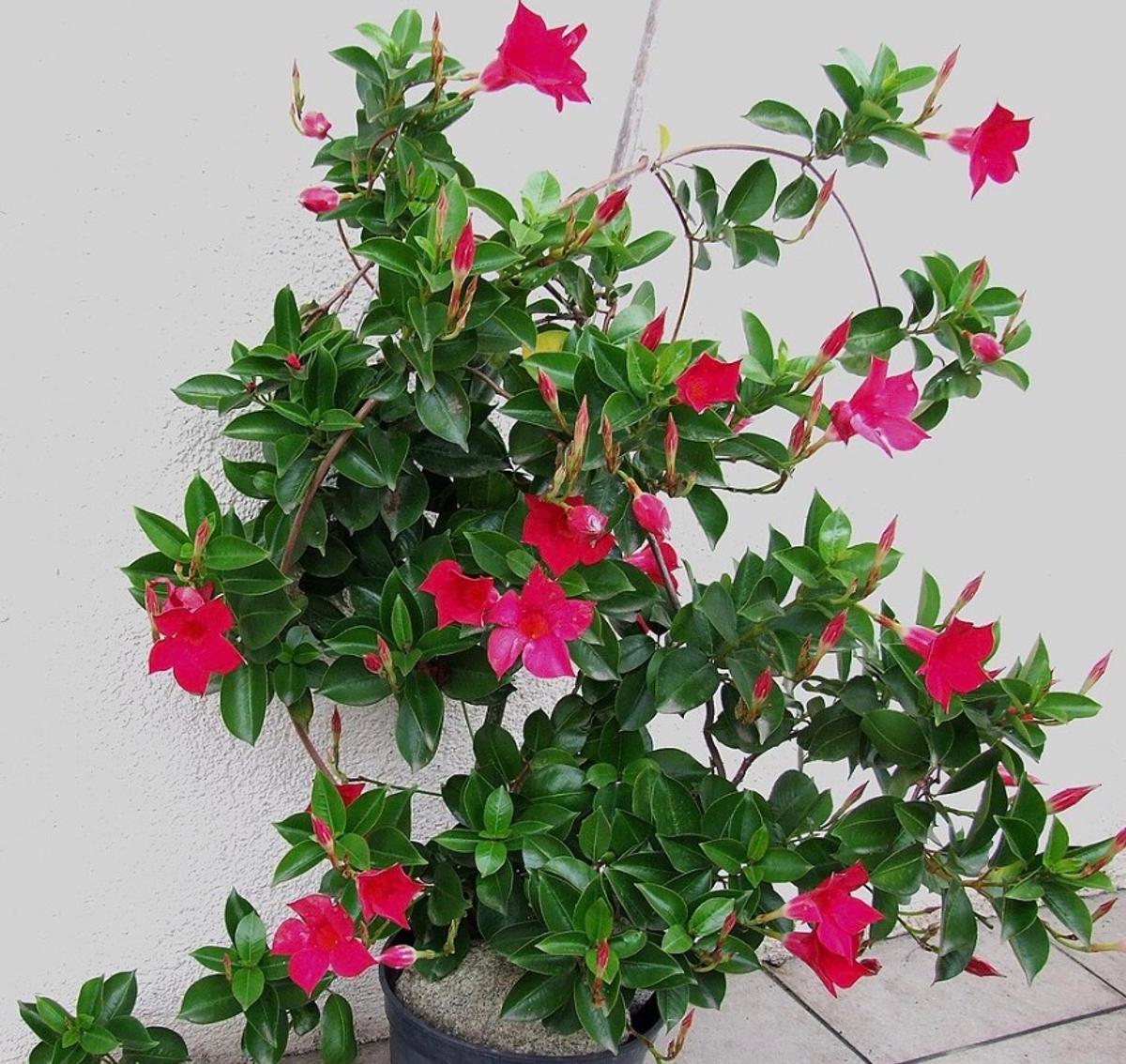 Fleurs