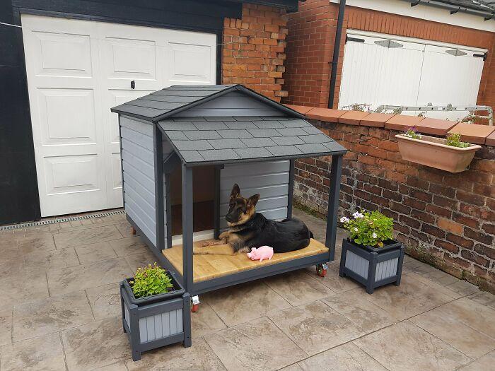 Niche chien