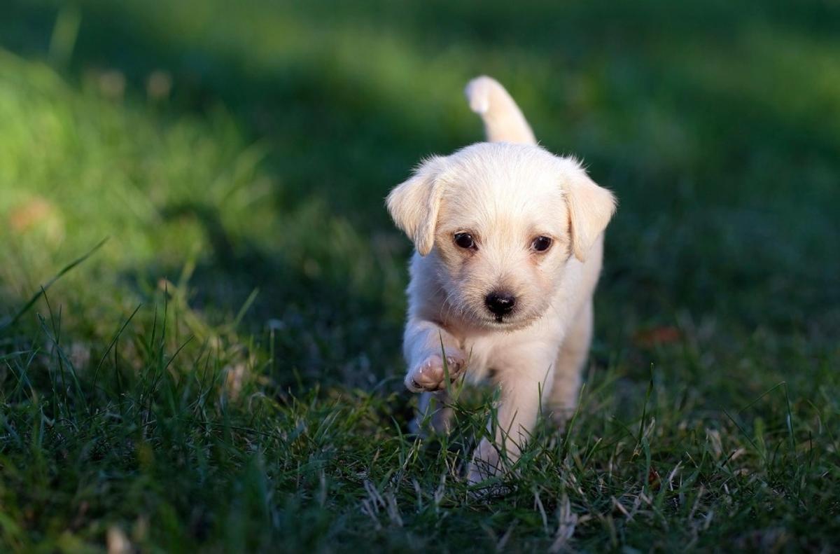 Chien
