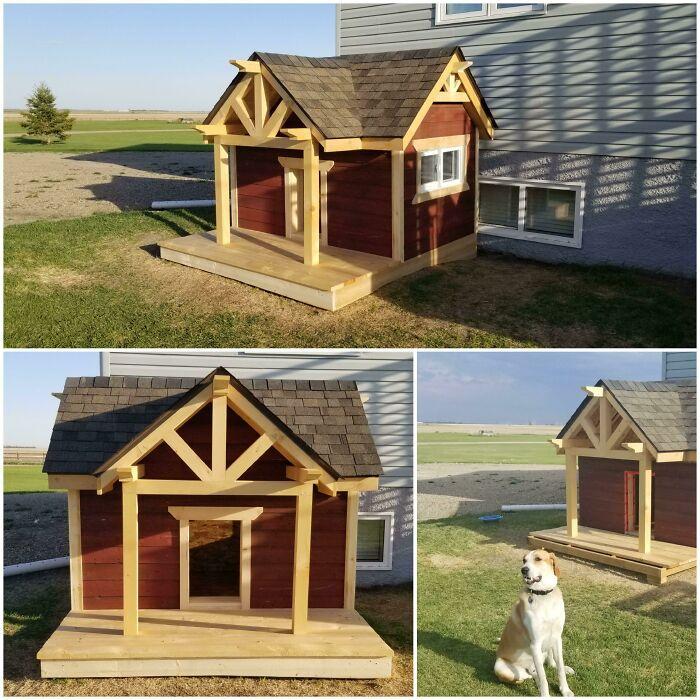 Niche chien