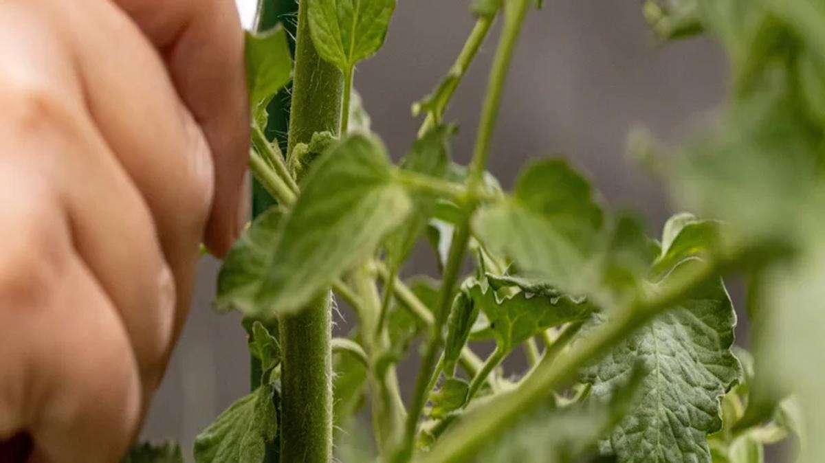 Plant de tomates