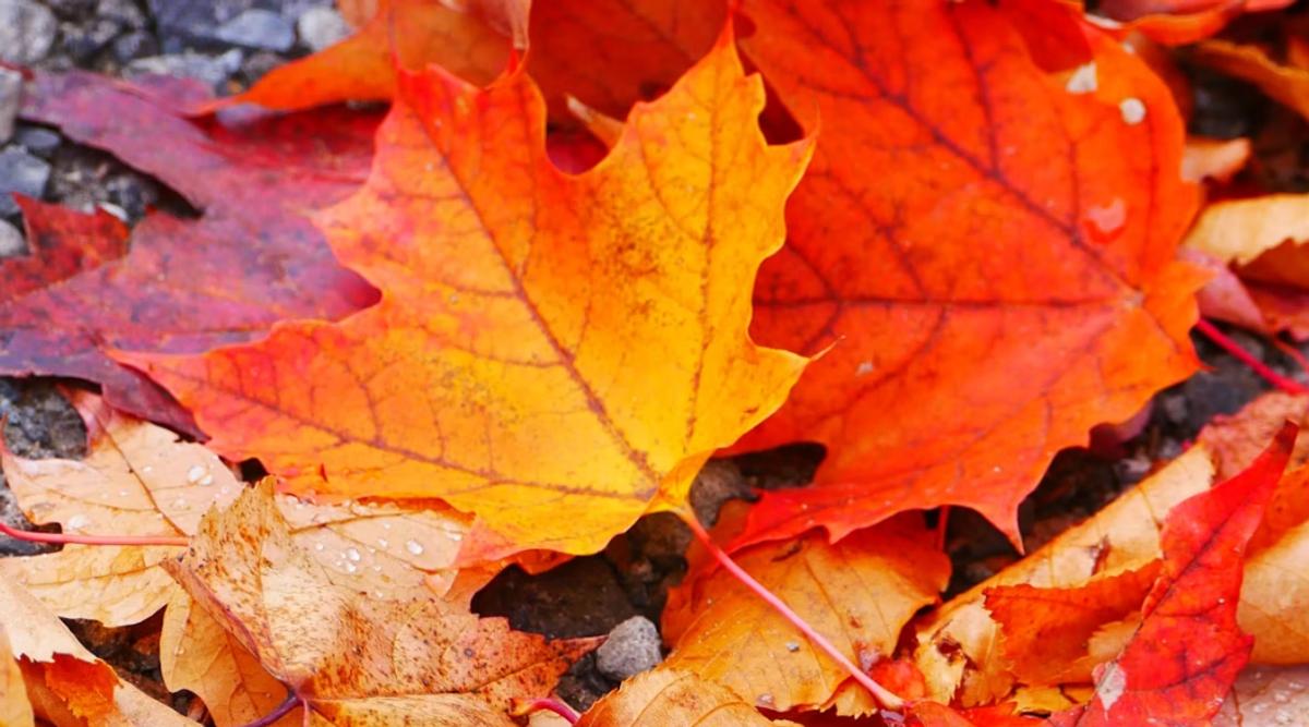 Feuilles d'automne