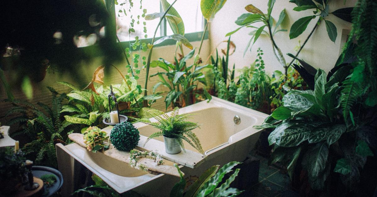 Baignoire plantes