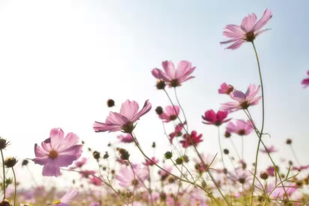 Fleurs