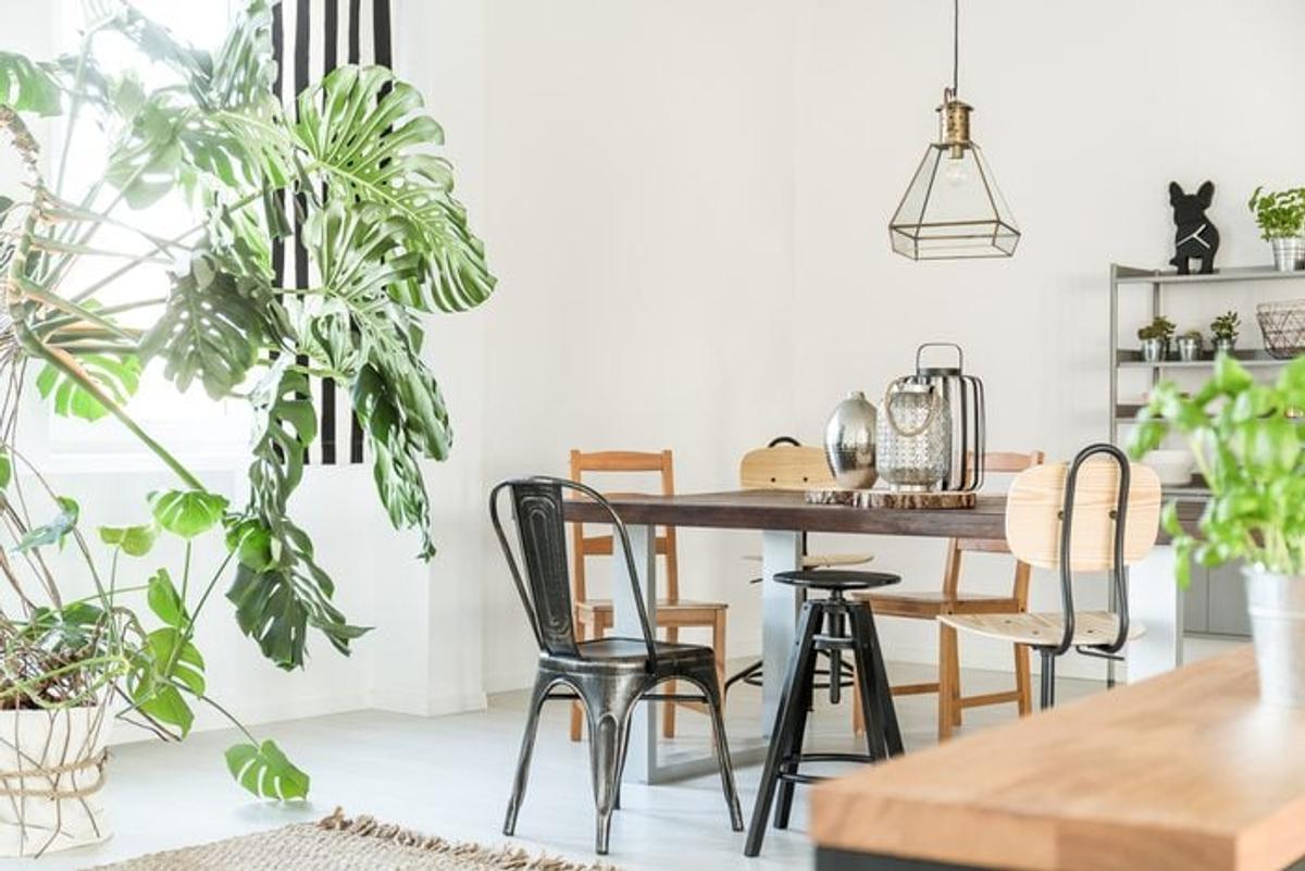 Plantes salle à manger