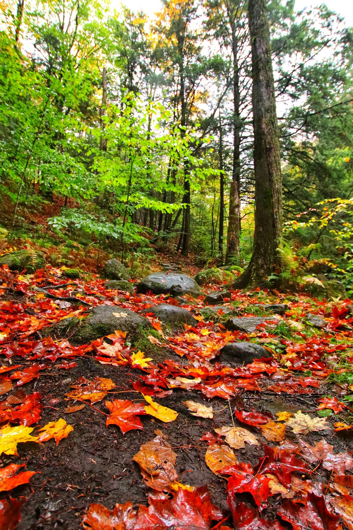Automne