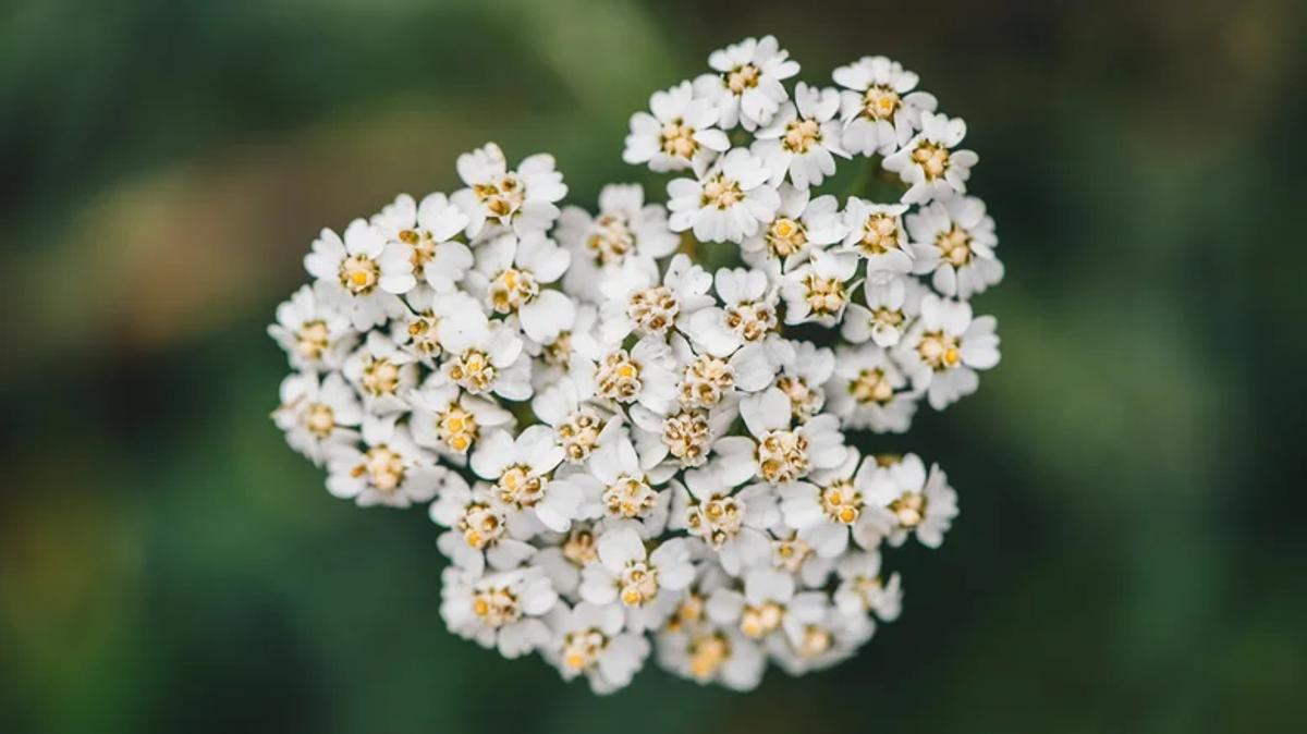 Fleurs