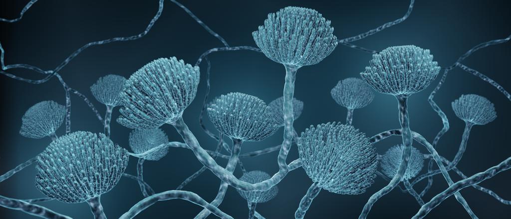 Aspergillus